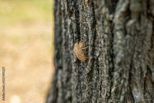 Obraz na płótnie vista macro del guscio secco e vuoto di una cicala, attaccato alla corteccia di un albero, in estate w salonie