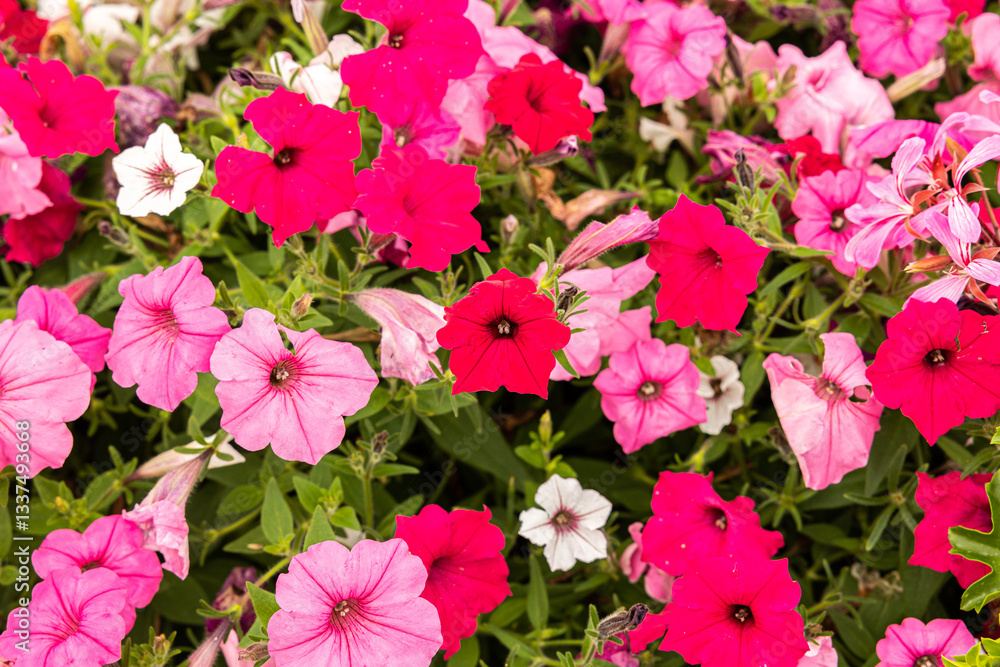 dettaglio di una pianta ornamentale da giardino con tanti bellissimi fiori dalle sfumature di rosa e magenta