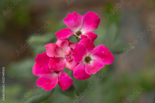 Obraz na płótnie vista macro di una pianta con fiori color magenta w salonie