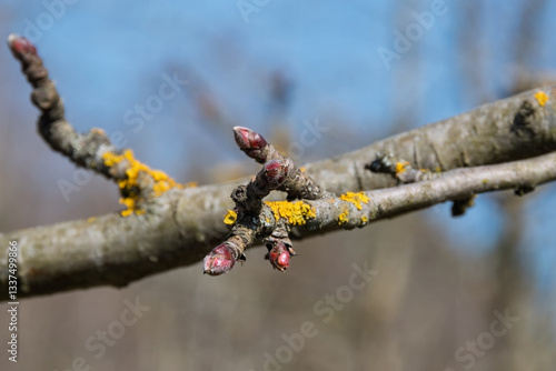 Apple flower apical buds on fruiting twigs, close-up.The main branch of the fruit tree is horizontal. The blurred background is a leafless garden under a blue sky. Bright sunlight on a spring day
