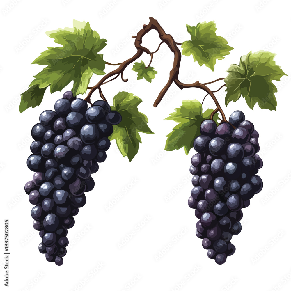 Obraz premium Grapevines Isolated Vector Illustration 988ccefa