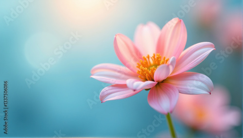 Close-up of a delicate pink flower with soft light and a blurred background. Perfect for websites, blogs, and social media.