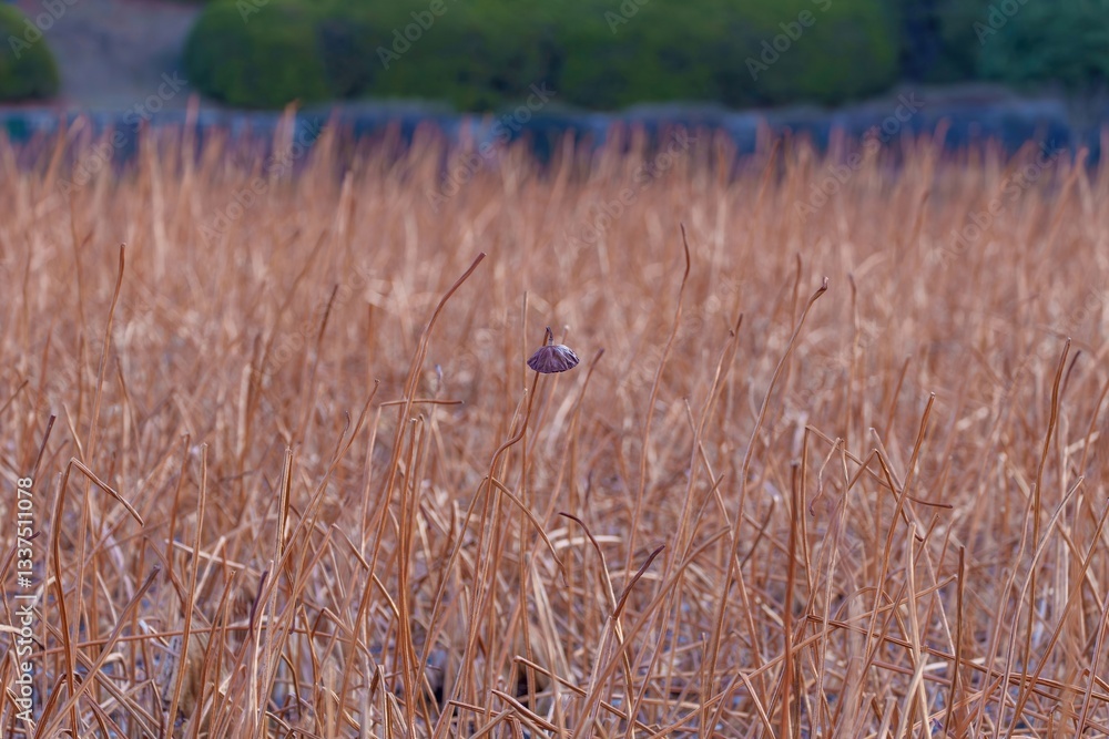 Obraz premium ひっそりと佇む冬枯れのハチスの情景