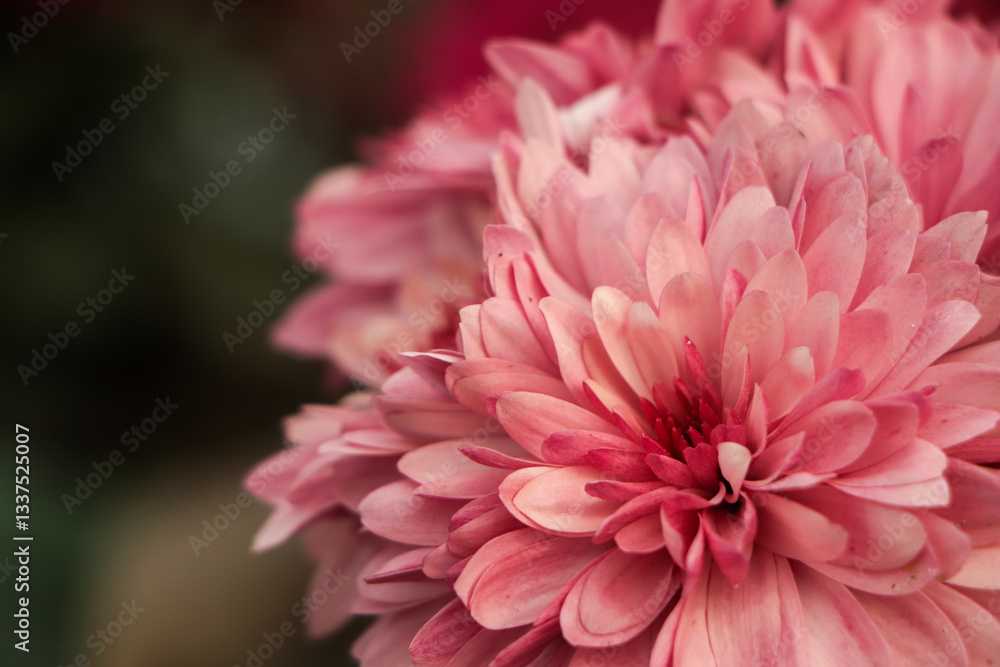 Fototapeta premium Blooming pink small chrysanthemums. chrysanthemums flower field background.