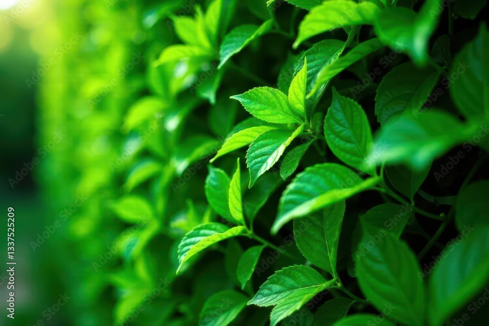 Obraz premium Lush green hedge leaves, vibrant texture Sunlight filters through , leaves, spring, design