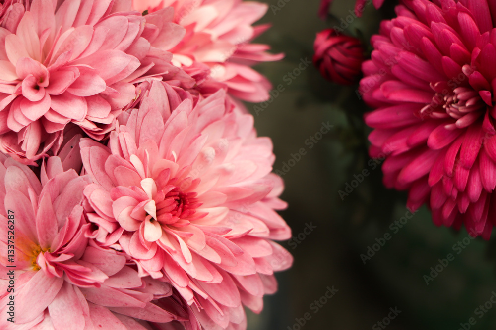 Blooming pink small chrysanthemums. chrysanthemums flower field background. Blooming pink small chrysanthemums. chrysanthemums flower field background.