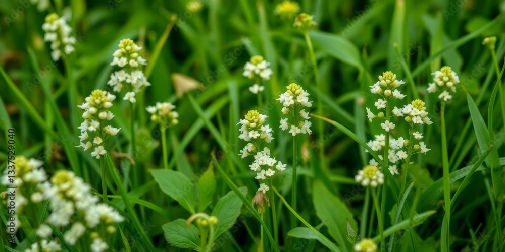 Delicate white garlic mustard flowers blooming in a lush green meadow closeup, pistil, petals Delicate white garlic mustard flowers blooming in a lush green meadow closeup, pistil, petals