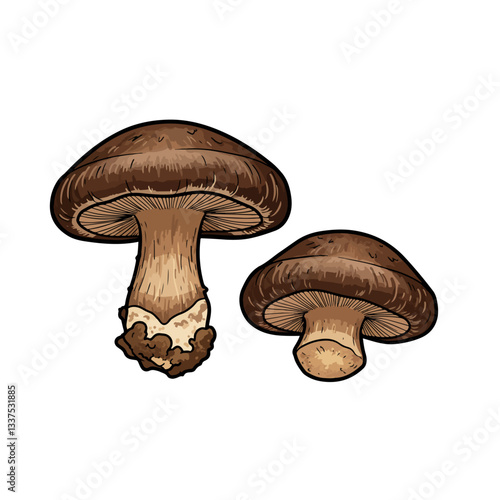 mushrooms isolated on white