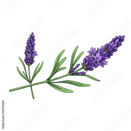lavender isolated on white background