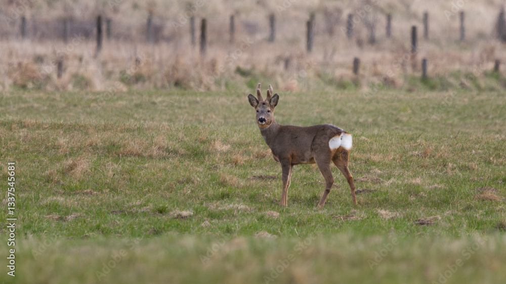 Naklejka premium A roe deer is standing in a field with a fence in the background