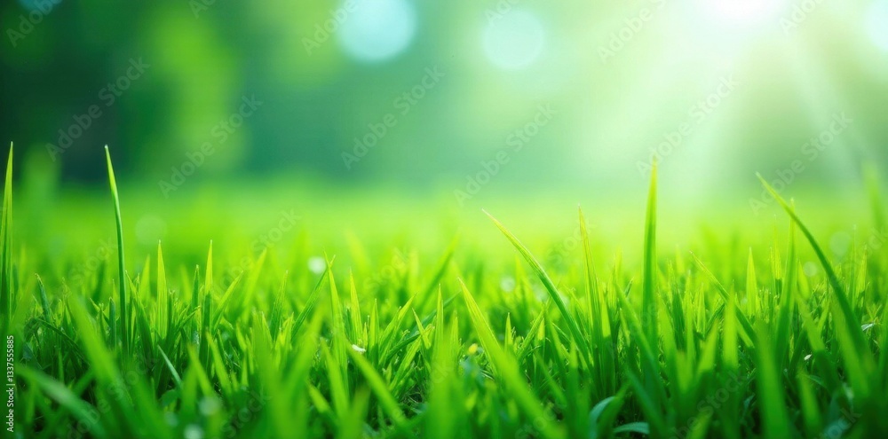 Fototapeta premium Lush green meadow, vibrant emerald hue, isolated , outdoors, natural