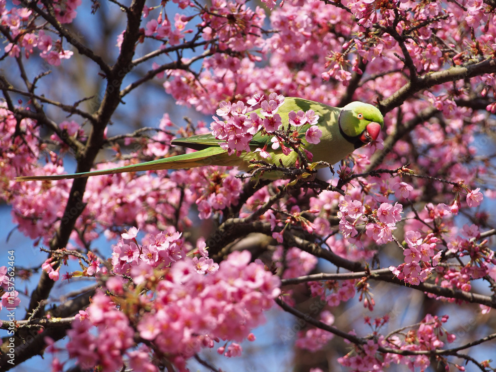 A male rose-ringed parakeet (psittacula krameria) aka ringneck parrot or Kramer parrot foraging from a prunus campanulata, also known as bellflower cherry. Bonn, Germany in March. A male rose-ringed parakeet (psittacula krameria) aka ringneck parrot or Kramer parrot foraging from a prunus campanulata, also known as bellflower cherry. Bonn, Germany in March.