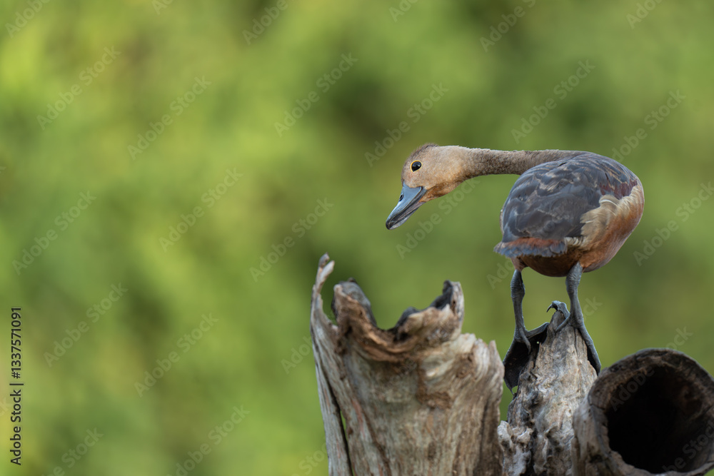 Fototapeta premium lesser whistling duck on a branch 
