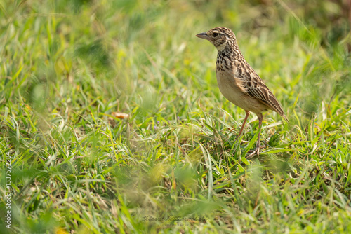 Bild auf Leinwand Singing bush lark bird in grassland with green background
