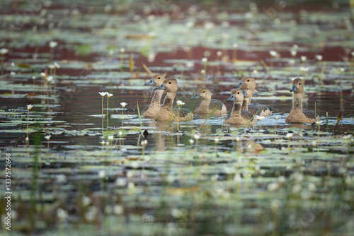Tableau sur toile Group of Lesser Whistling Duck swiming togather in a group and foraging for food