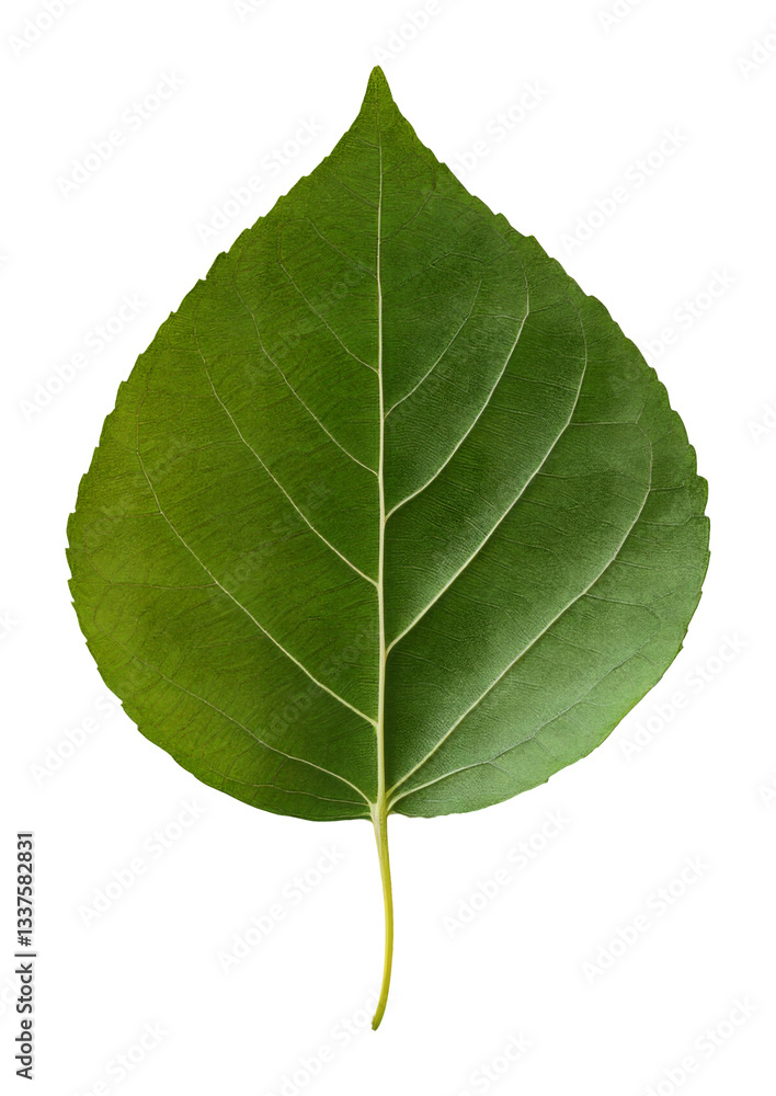 Obraz premium Green leaf with visible veins on transparent background. Nature and botany concept