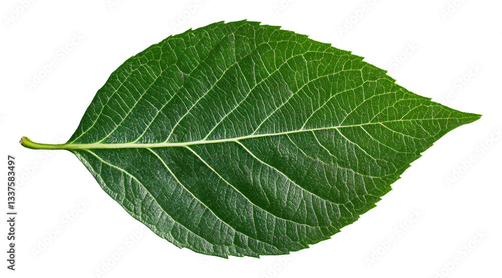 Green leaf texture with prominent veins, isolated on a transparent background. Nature concept Green leaf texture with prominent veins, isolated on a transparent background. Nature concept
