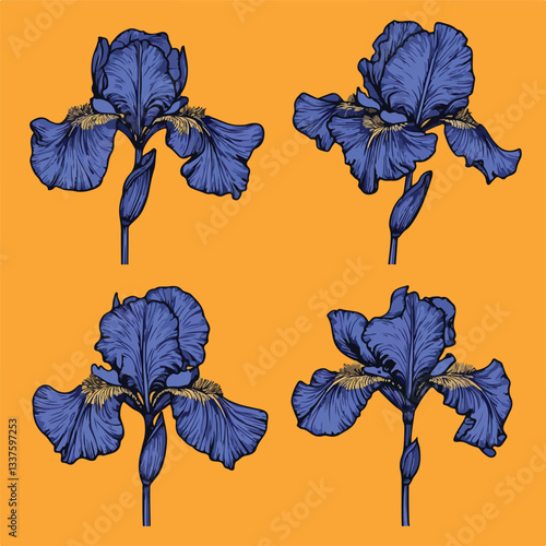 Blue Iris Flower Illustrations Set of Four