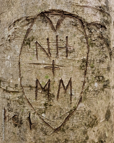 Romantic initials carved into tree bark with a heart