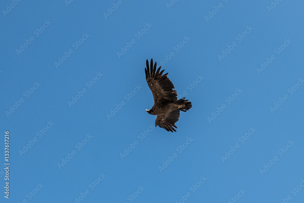 Obraz premium Andean condor (Vultur gryphus) in Colca canyon, Peru
