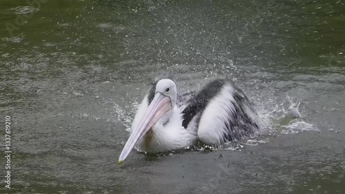 Pelican swimming in the water while flapping its wings