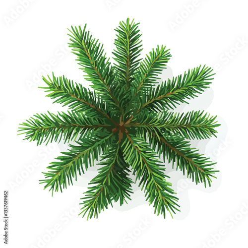 Green Fir Tree Spruce Branch Top View for Natural Concepts