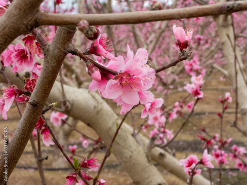 Blooming Gardens. Cieza. Murcia. Spain
