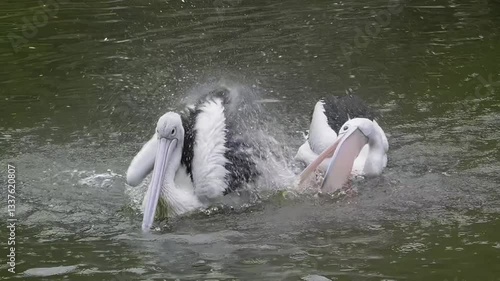 Pelican swimming in the water while flapping its wings