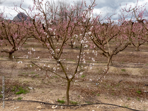 Blooming Gardens. Cieza. Murcia. Spain
