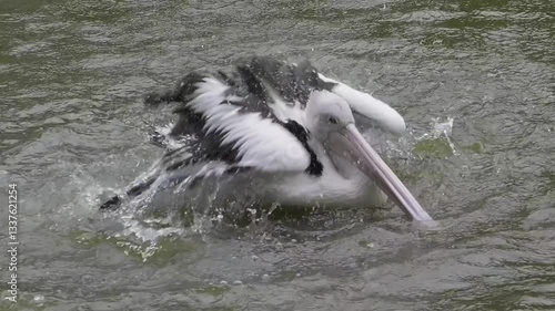Pelican swimming in the water while flapping its wings