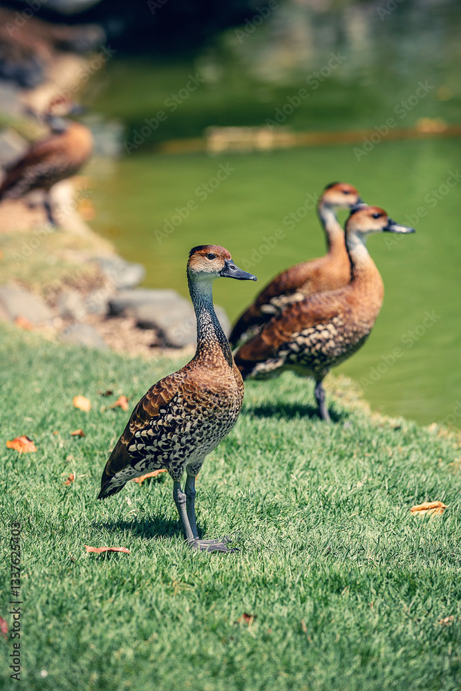 Duck in Botanical garden (Japanese garden) in Santo Domingo, Dominical Republic Duck in Botanical garden (Japanese garden) in Santo Domingo, Dominical Republic