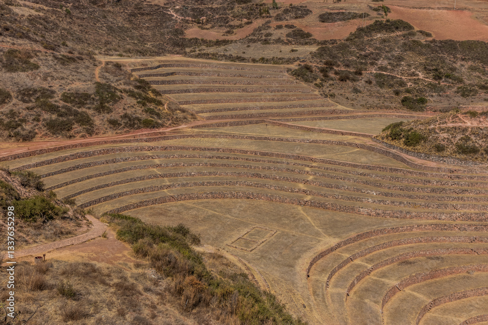 Naklejka premium View of Moray terraces, Peru