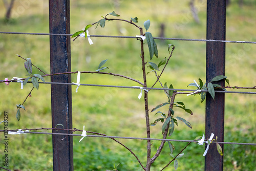 Foto Trained espalier peach fruit tree as a living edible fence in the countryside fo