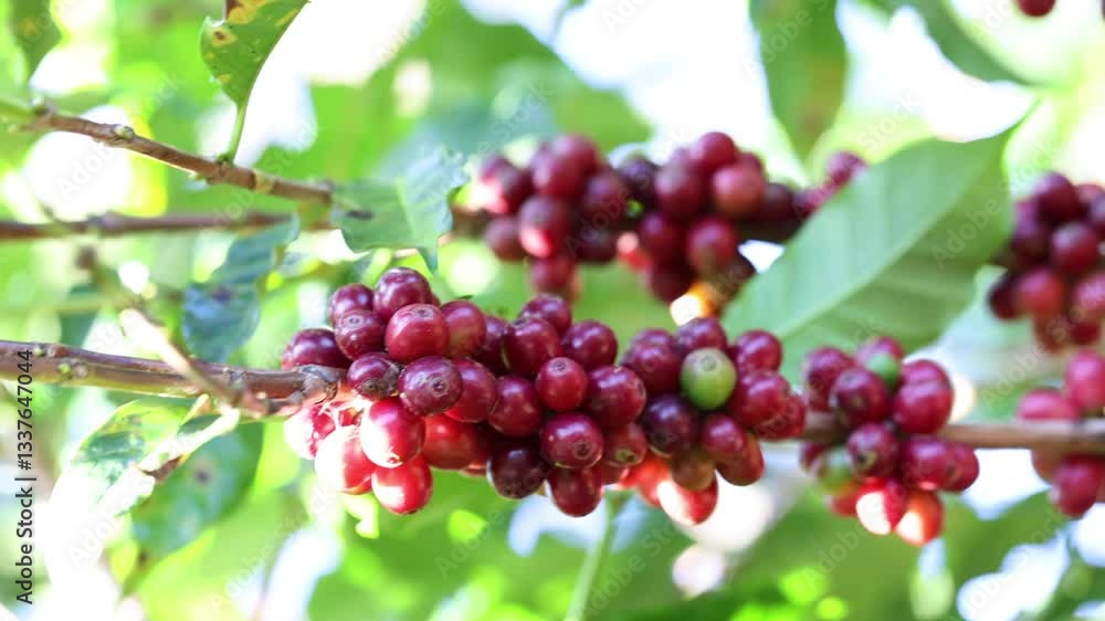 Coffee plant with ripe beans. coffee beans ripening on the branch, plantation in Thailand, Asia. group of ripe and raw coffee berries on coffee tree branch.