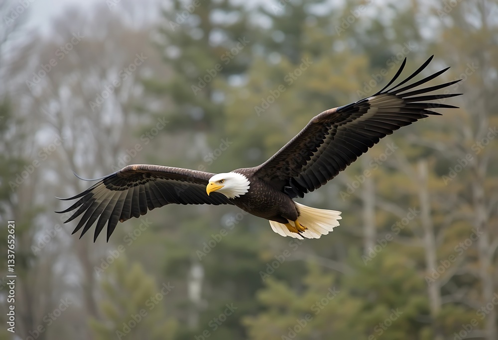 Naklejka premium Bald eagle flying.....