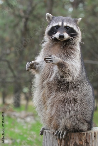 Playful Raccoon Woodland: A raccoon stands on a stump, raising its paws in a forest, its masked face engaging, ideal for wildlife and nature photos.