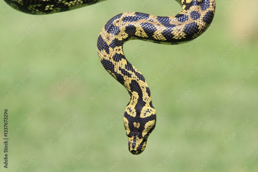 Fototapeta premium Jungle Carpet Python in Trees: Dramatic close-up of a Jungle Carpet Python coiled in tree branches, displaying its intricate pattern.