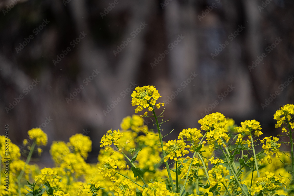 Obraz premium 菜の花