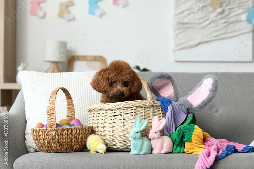 Cute Toy Poodle dog with Ea...