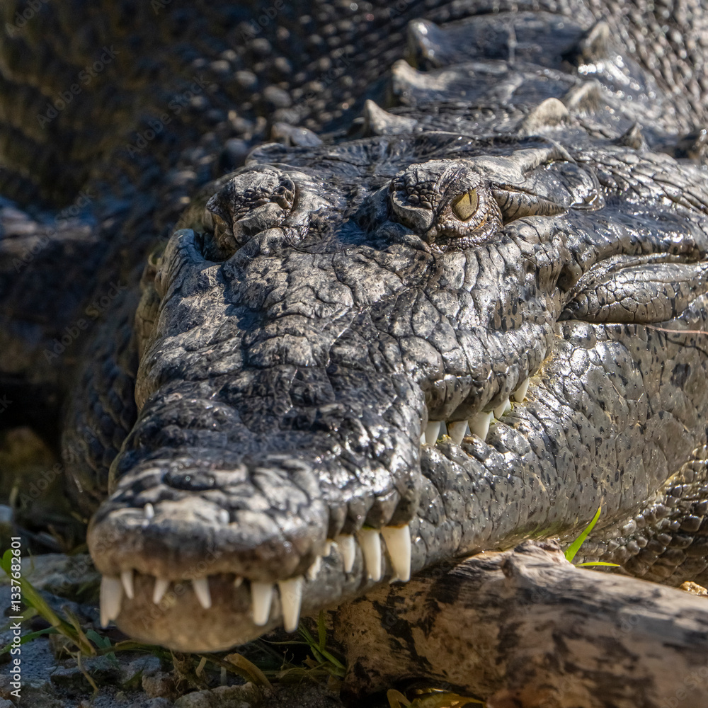 Fototapeta premium close up of a crocodile