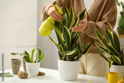 Woman spraying Sansevieria ...