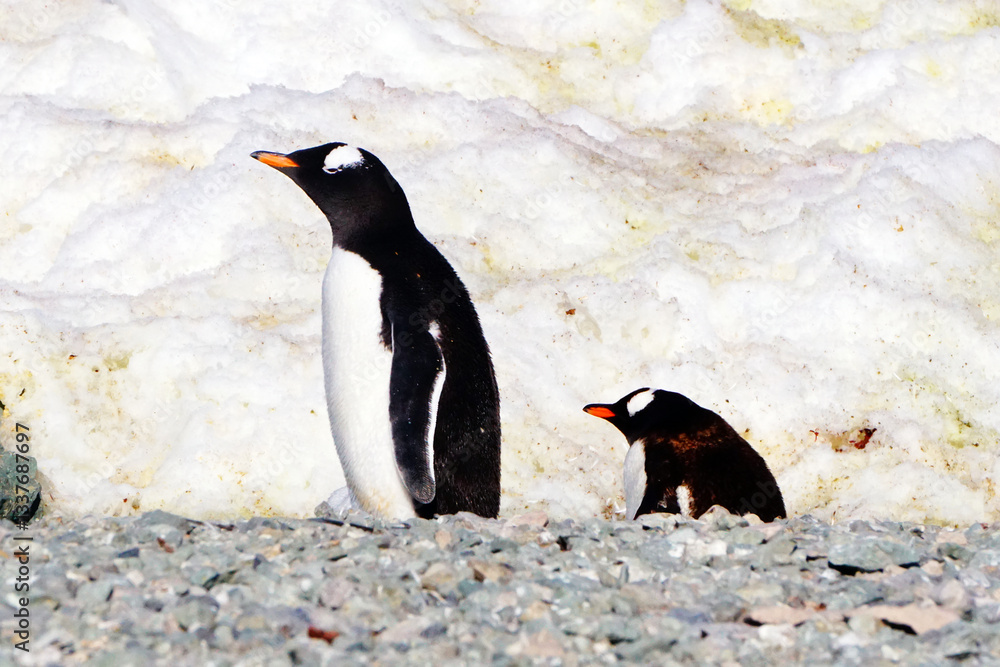 Obraz premium Gentoo Penguins, Danco Island, Antarctica