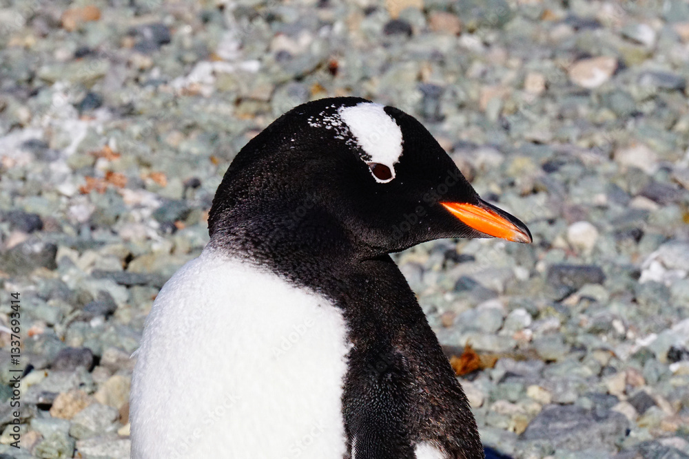 Naklejka premium Gentoo Penguin, Danco Island, Antarctica
