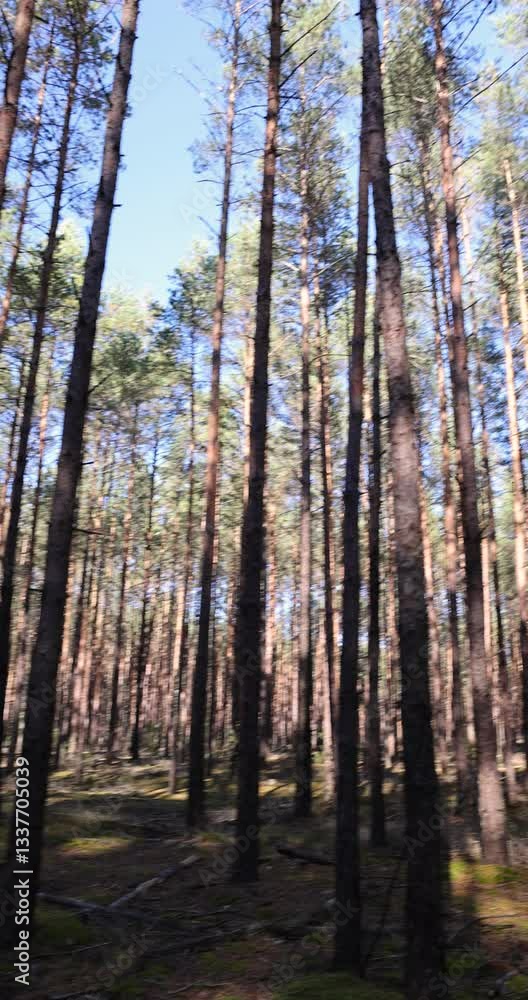 wildlife in the autumn season, pines and other trees in the forest in Europe wildlife in the autumn season, pines and other trees in the forest in Europe