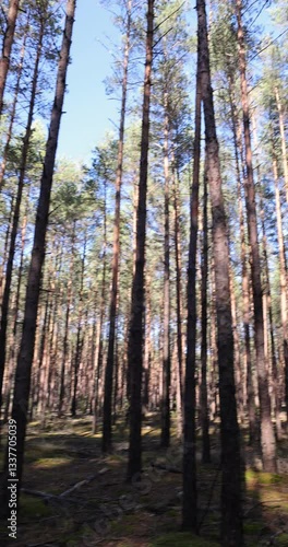 Wallpaper Mural wildlife in the autumn season, pines and other trees in the forest in Europe Torontodigital.ca