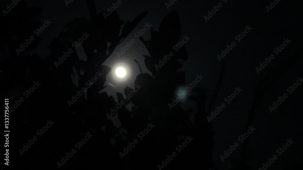silhouette of a man walking in the forest silhouette of a man walking in the forest