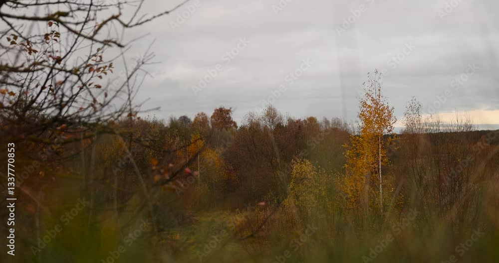 cloudy weather with deciduous trees during leaf fall, hilly area with birch trees and other trees with yellow and orange foliage