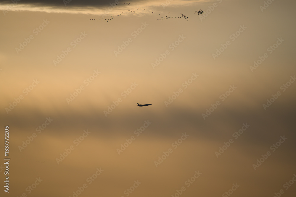 夕焼け浮かぶ飛行機と鳥群のシルエット 夕焼け浮かぶ飛行機と鳥群のシルエット