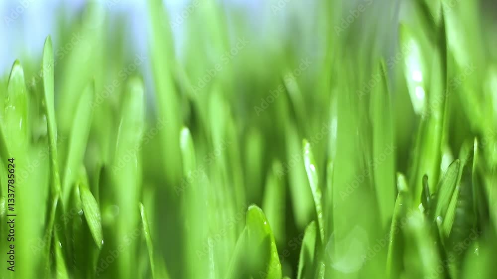 Close up of green grass with water droplets on it. The grass is lush and vibrant, giving off a sense of freshness and vitality Close up of green grass with water droplets on it. The grass is lush and vibrant, giving off a sense of freshness and vitality