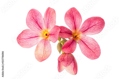 Three Pink Flowers with Yellow Centers on Transparent Background Delicate Floral Arrangement Botanical Cutout for Design and Decoration Isolated Still Life